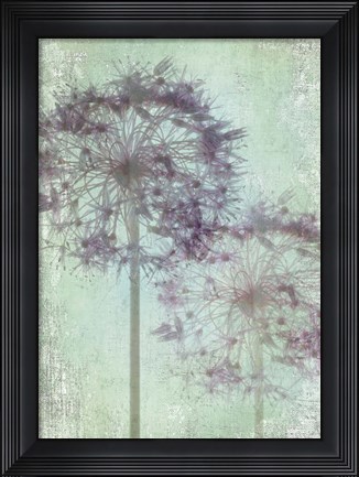 Framed Allium Globe Master Print