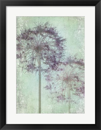 Framed Allium Globe Master Print
