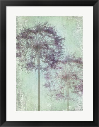 Framed Allium Globe Master Print