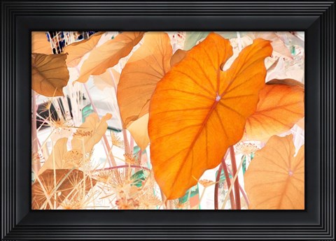 Framed Elephant Ears Print