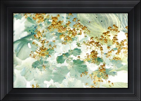 Framed Golden Lady&#39;s Mantle Print