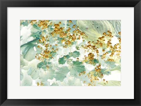 Framed Golden Lady&#39;s Mantle Print