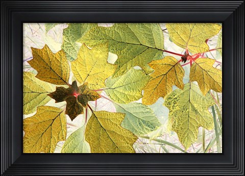 Framed Golden Oak Print