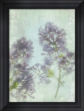 Framed Lilac Print