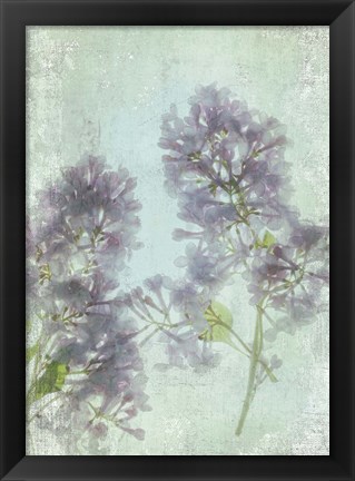 Framed Lilac Print