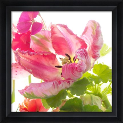 Framed Parrot Tulip One Print