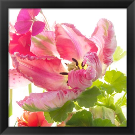 Framed Parrot Tulip One Print