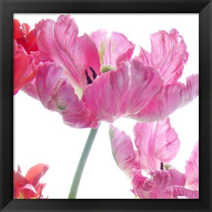 Framed Parrot Tulips Print