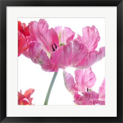 Framed Parrot Tulips Print