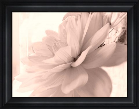 Framed Pink Dahlia 1 Print