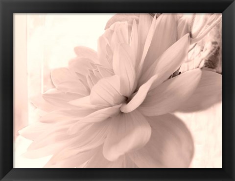 Framed Pink Dahlia 1 Print