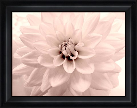 Framed Pink Dahlia 2 Print