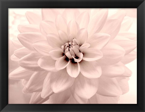 Framed Pink Dahlia 2 Print