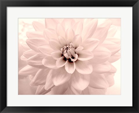 Framed Pink Dahlia 2 Print