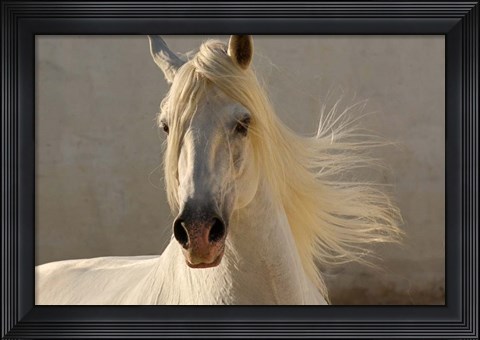 Framed Elegance Print