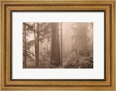 Framed Enchanted Forest II Print