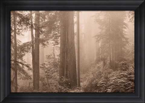 Framed Enchanted Forest II Print