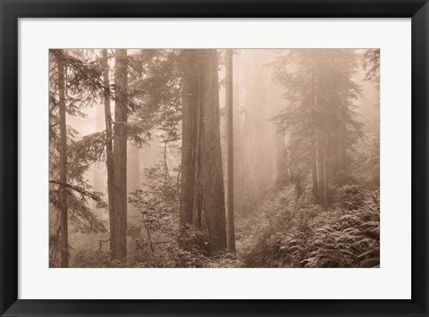 Framed Enchanted Forest II Print