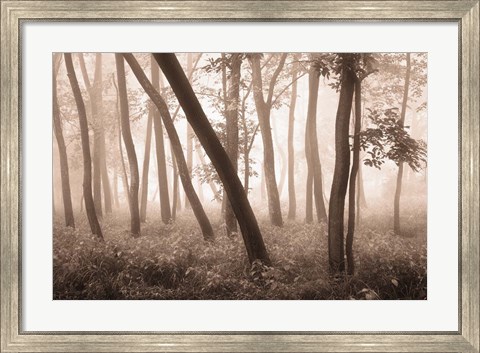 Framed Reticent Woods Print