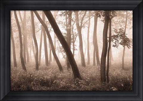 Framed Reticent Woods Print