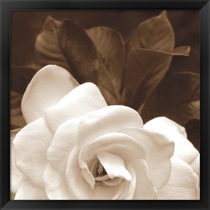 Framed Gardenia Garden Print