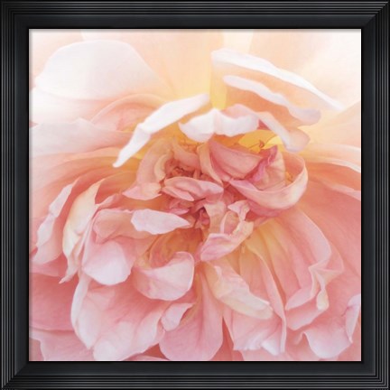 Framed Heavenly Rose Print