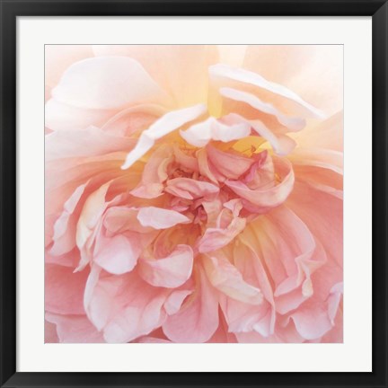 Framed Heavenly Rose Print