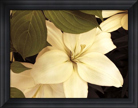 Framed Lily and Leaves Print