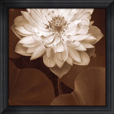 Framed Lotus Welcome Print
