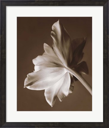 Framed Moonglow Tulip Print