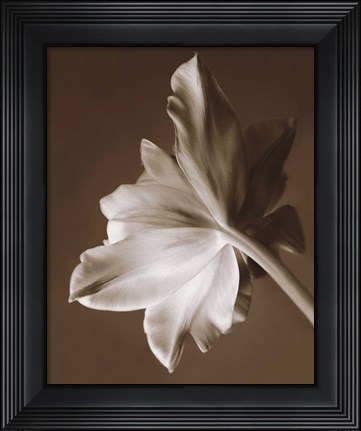 Framed Moonglow Tulip Print