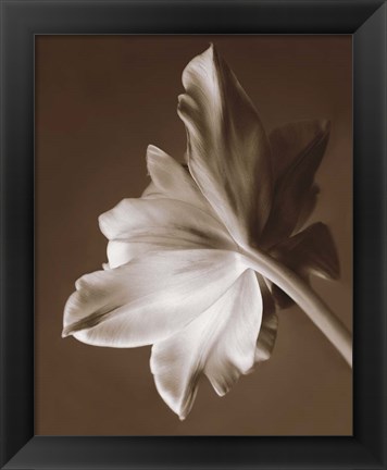 Framed Moonglow Tulip Print