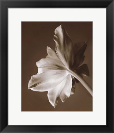 Framed Moonglow Tulip Print