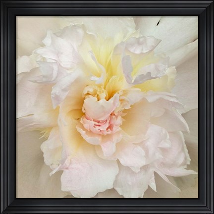 Framed Paeonia Print