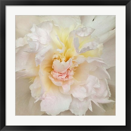 Framed Paeonia Print