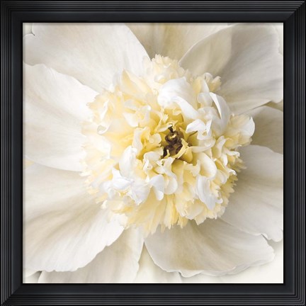 Framed Peony Praise Print