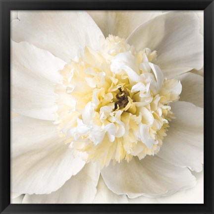 Framed Peony Praise Print