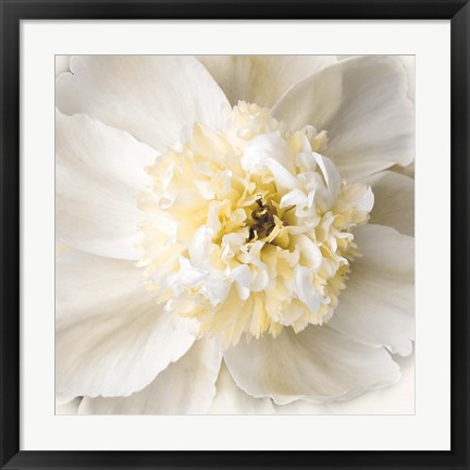 Framed Peony Praise Print