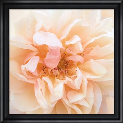 Framed Promise Rose Print