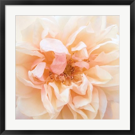 Framed Promise Rose Print