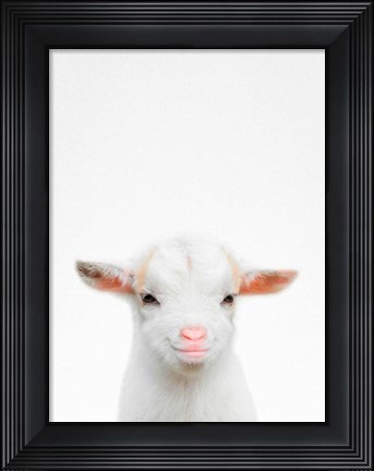 Framed Baby Goat Print