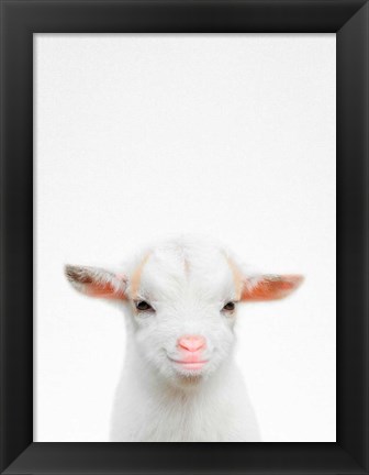 Framed Baby Goat Print
