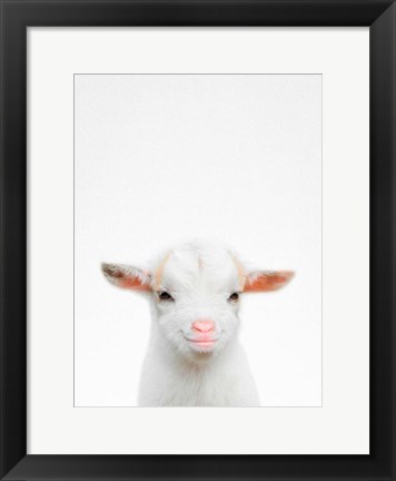 Framed Baby Goat Print