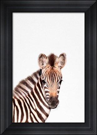 Framed Baby Zebra Print
