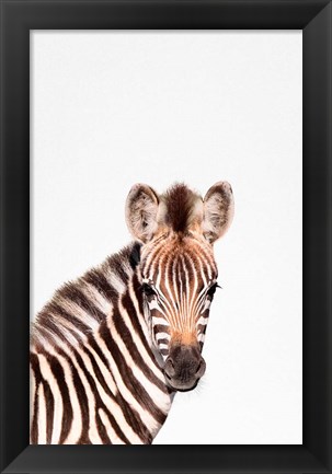 Framed Baby Zebra Print