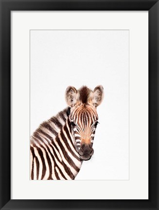 Framed Baby Zebra Print