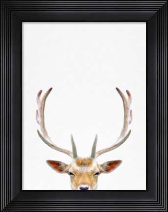 Framed Deer Print
