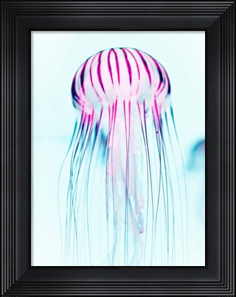 Framed Jelly Fish Print