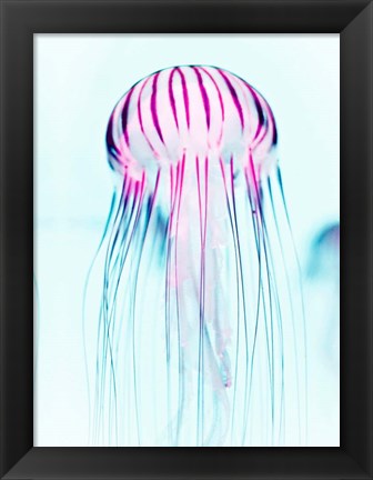 Framed Jelly Fish Print