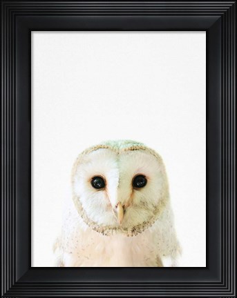Framed Owl Print